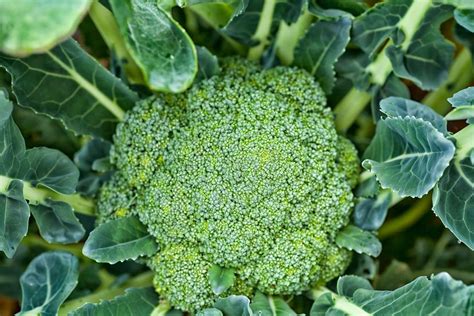 The Role of Green Magic Broccoli Seeds in Gut Health and Digestion